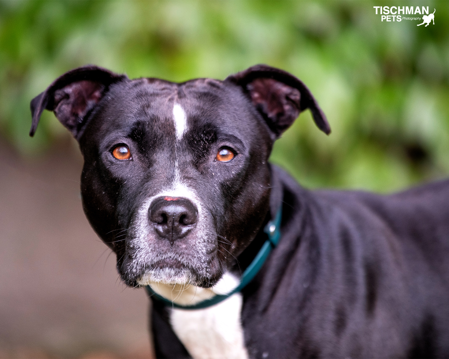Enlarge ROCCO, a Adoptable Pit Bull Terrier in Stamford, CT image 1/6