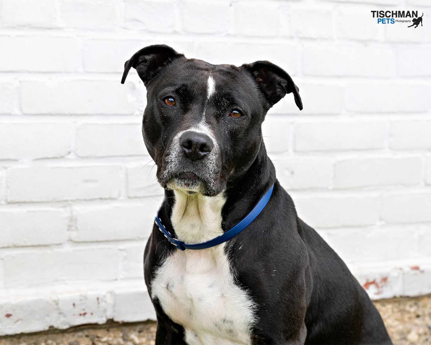 Enlarge ROCCO, a Adoptable Pit Bull Terrier in Stamford, CT image 2/6