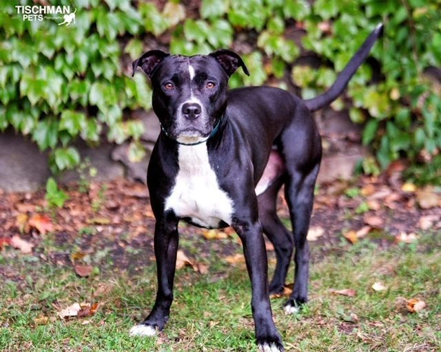 Enlarge ROCCO, a Adoptable Pit Bull Terrier in Stamford, CT image 6/6