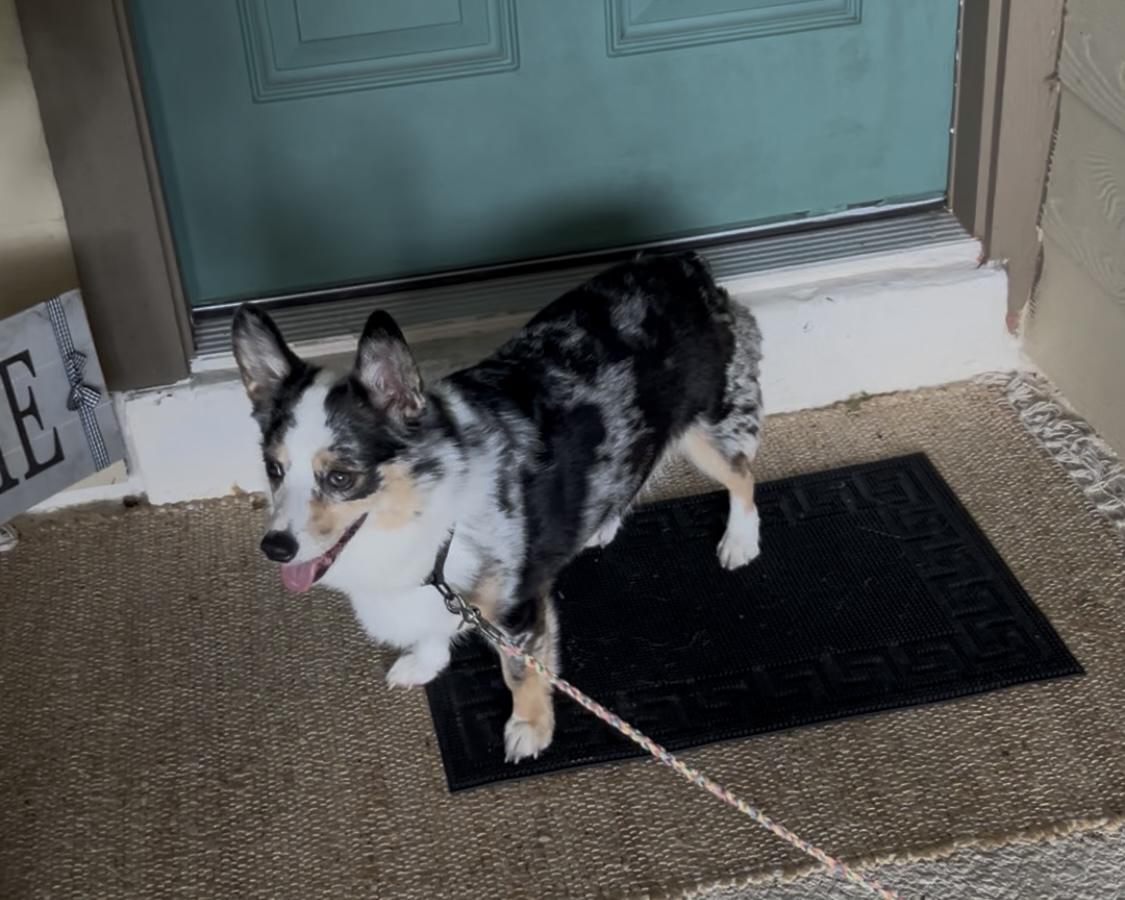 Enlarge Merlin, an adopted Pembroke Welsh Corgi in Orlando, FL image 2/4
