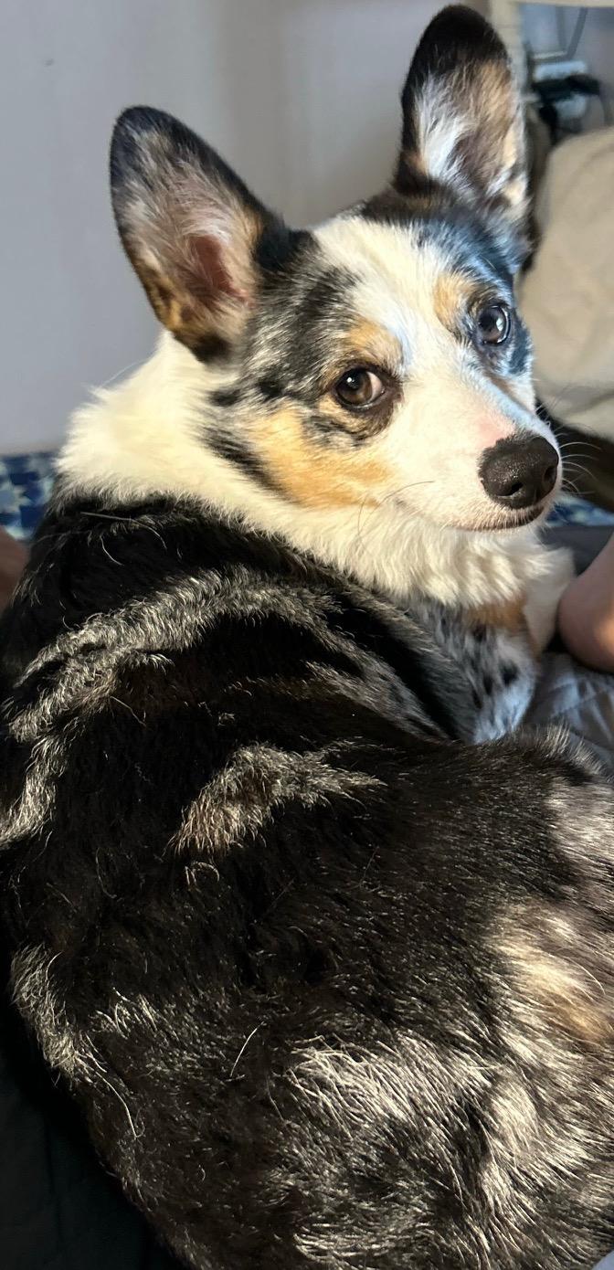 Enlarge Merlin, an adopted Pembroke Welsh Corgi in Orlando, FL image 4/4