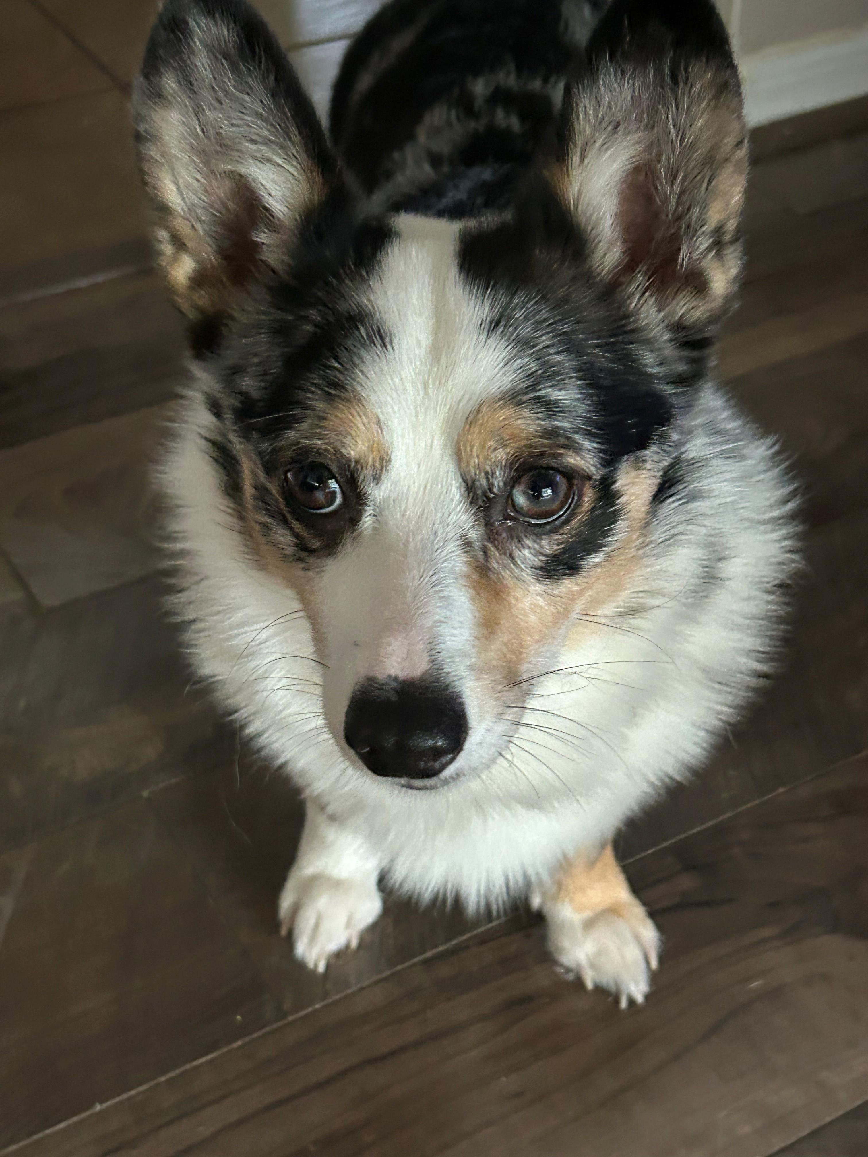 Enlarge Merlin, an adopted Pembroke Welsh Corgi in Orlando, FL image 3/4