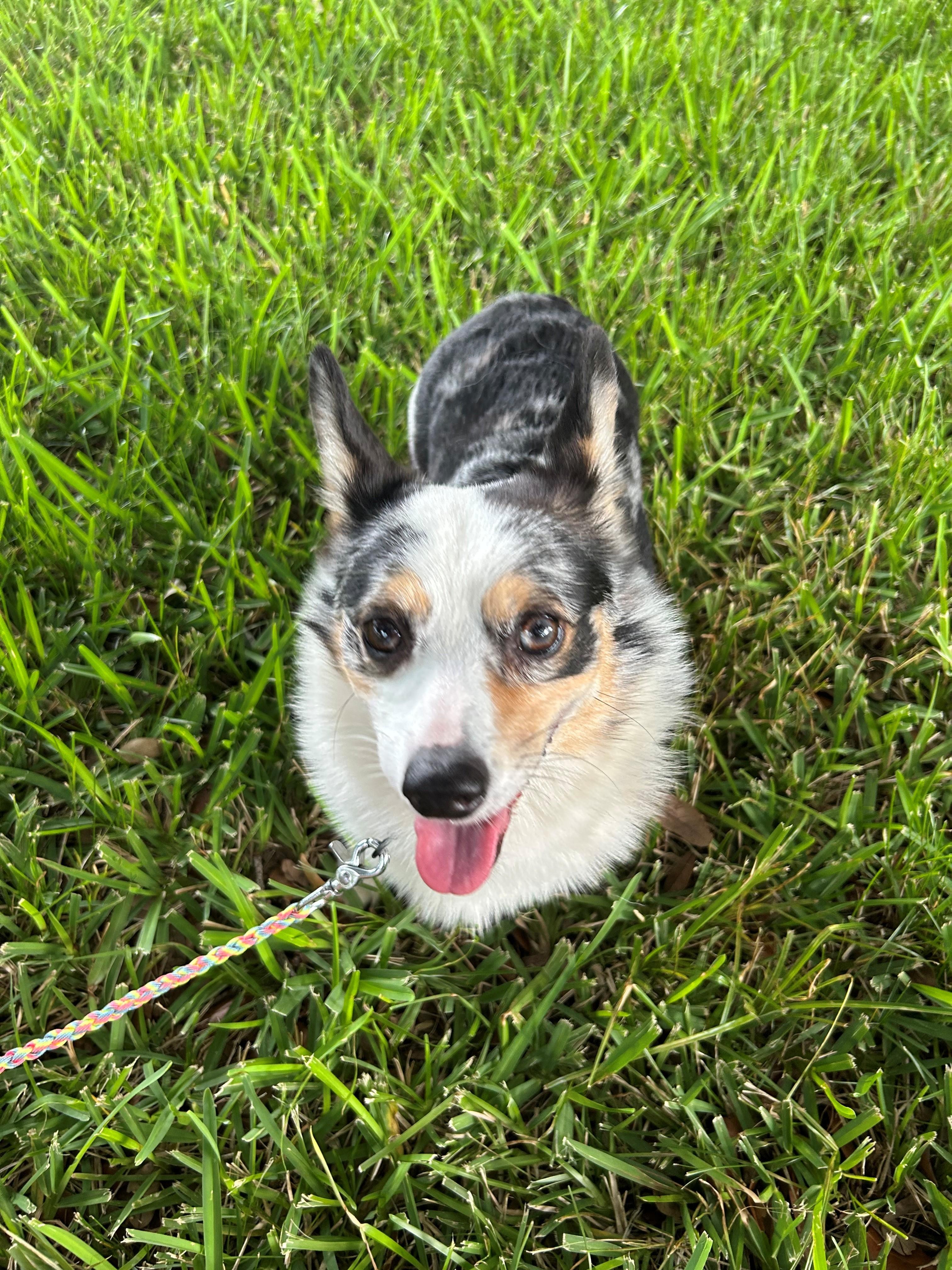 Enlarge Merlin, an adopted Pembroke Welsh Corgi in Orlando, FL image 1/4