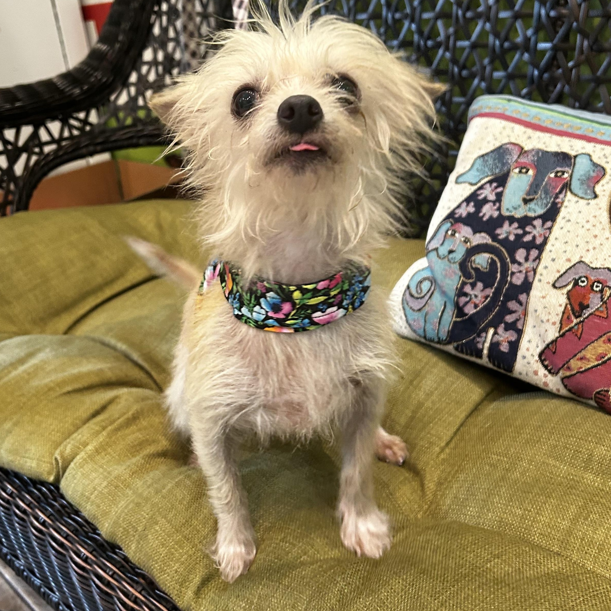 Enlarge Elsa, a Adopted mixed breed in New Orleans, LA image 2/3