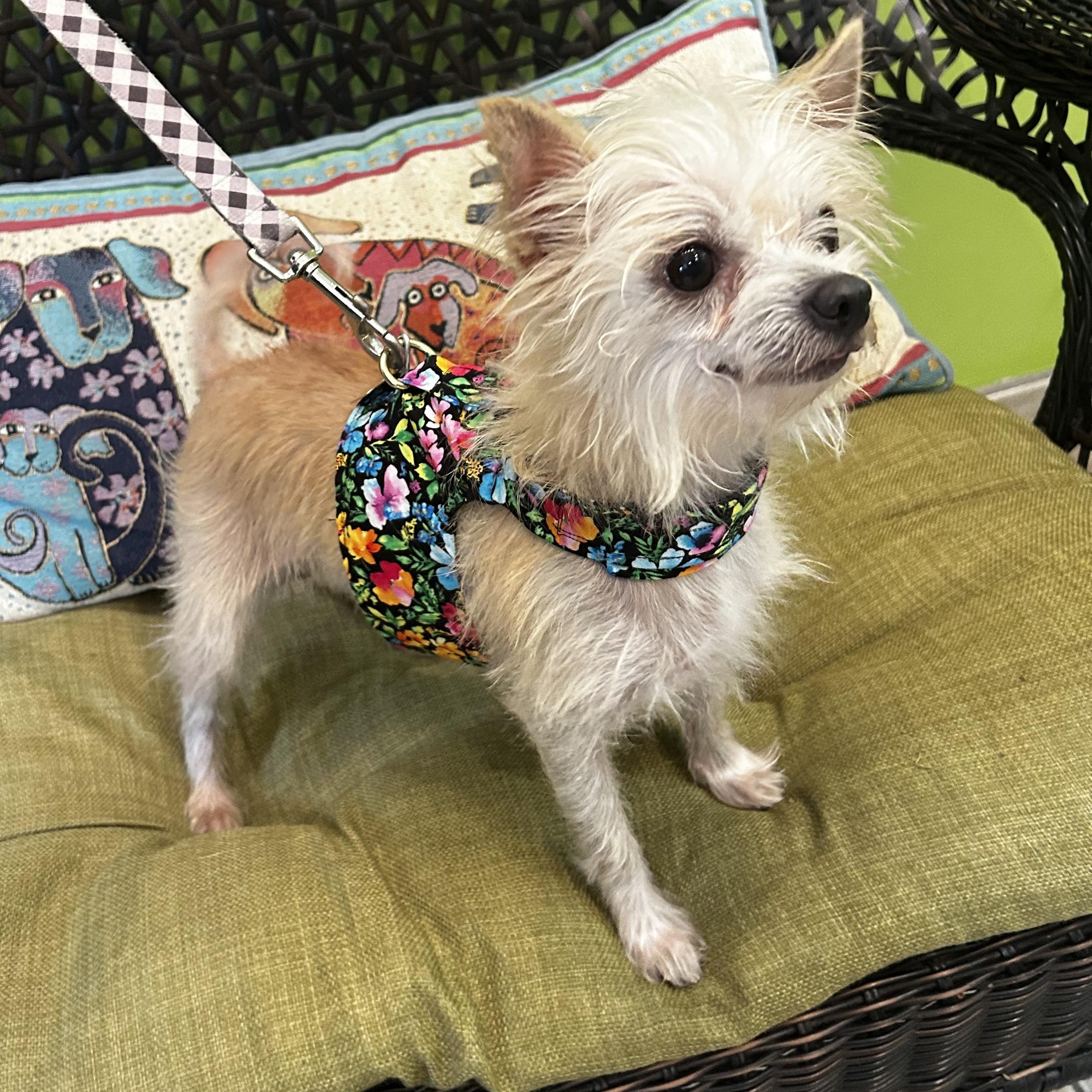 Enlarge Elsa, a Adopted mixed breed in New Orleans, LA image 3/3