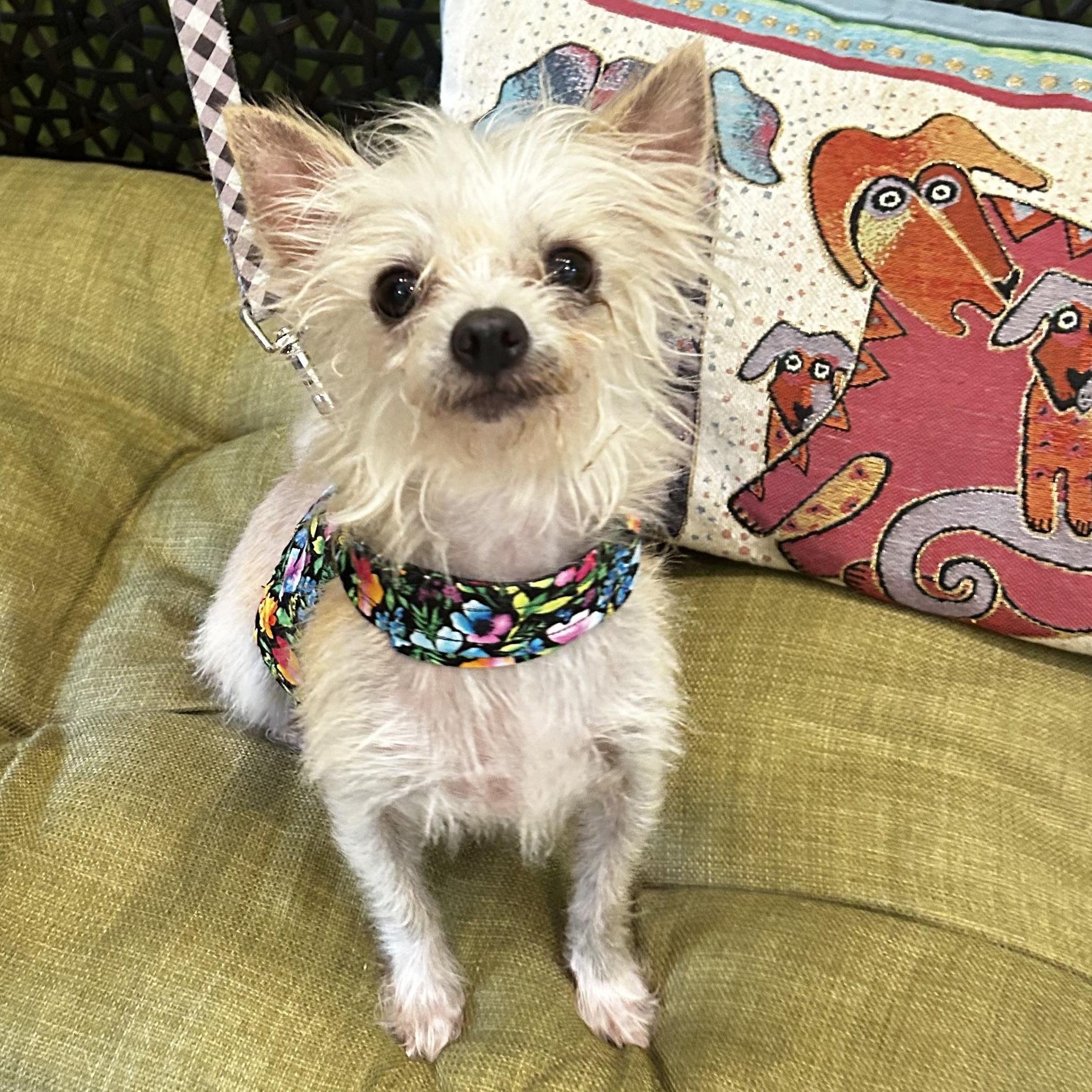 Elsa, Adopted, Young Female Terrier.