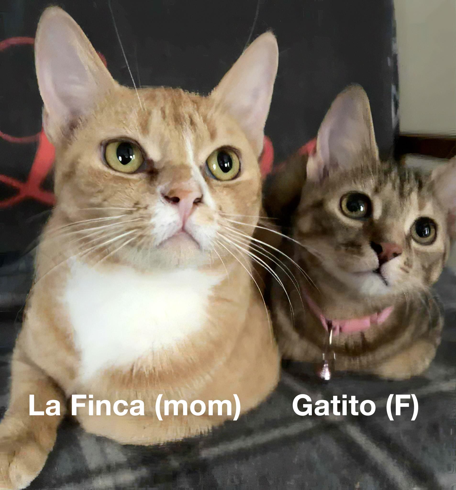La Finca & Gatito--BONDED MOM & KITTEN photo