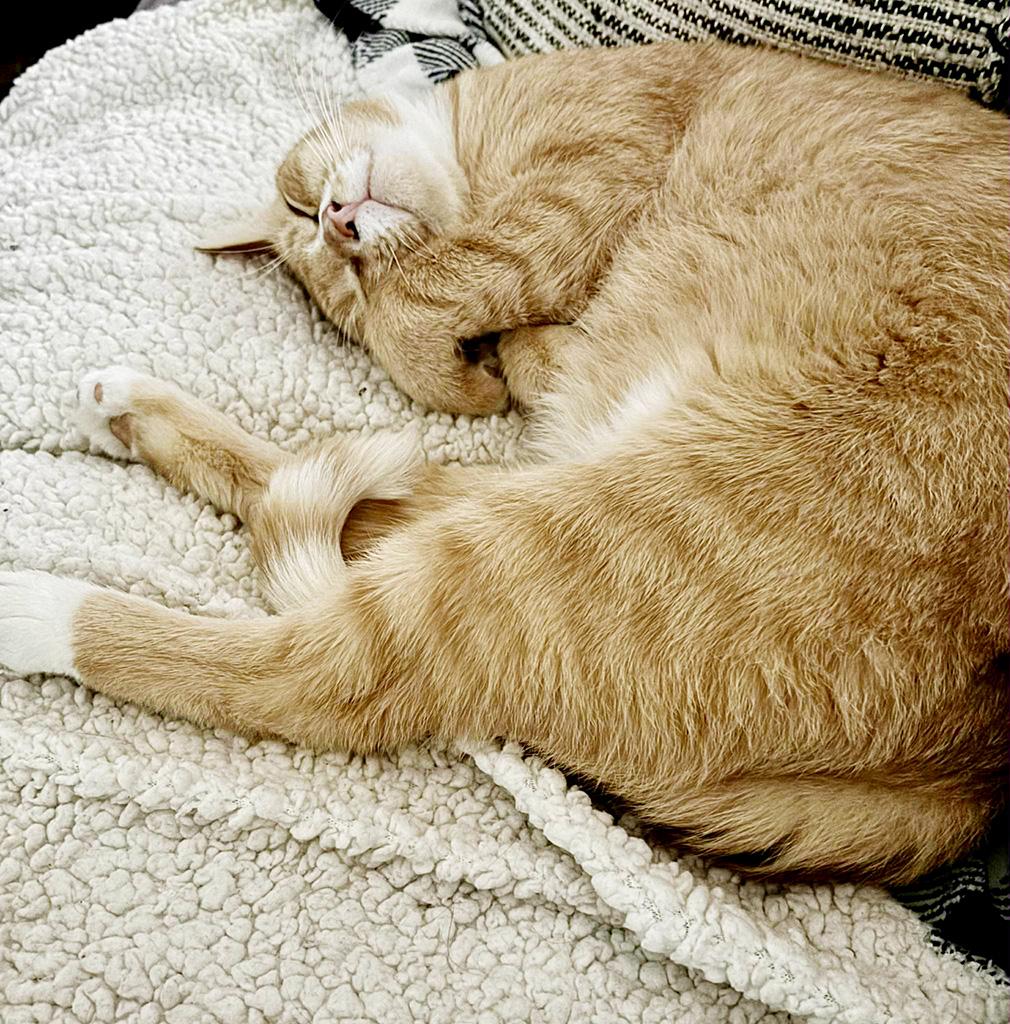 La Finca & Gatito--BONDED MOM & KITTEN