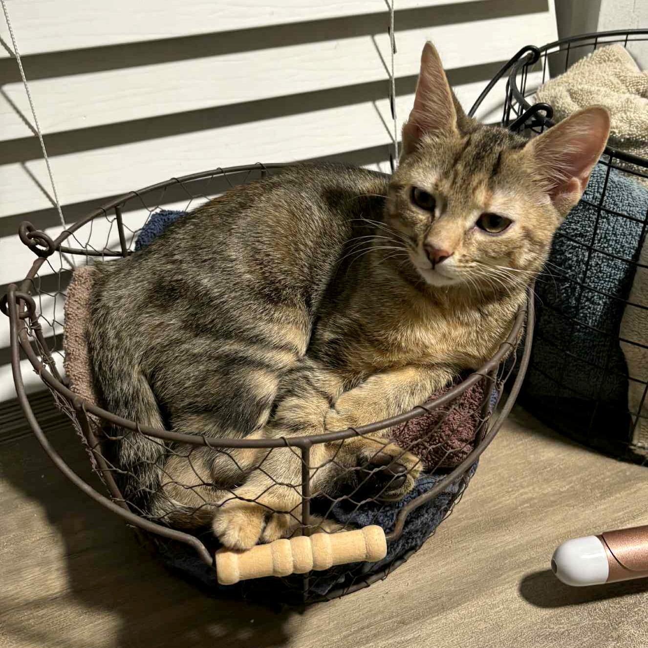 La Finca & Gatito--BONDED MOM & KITTEN