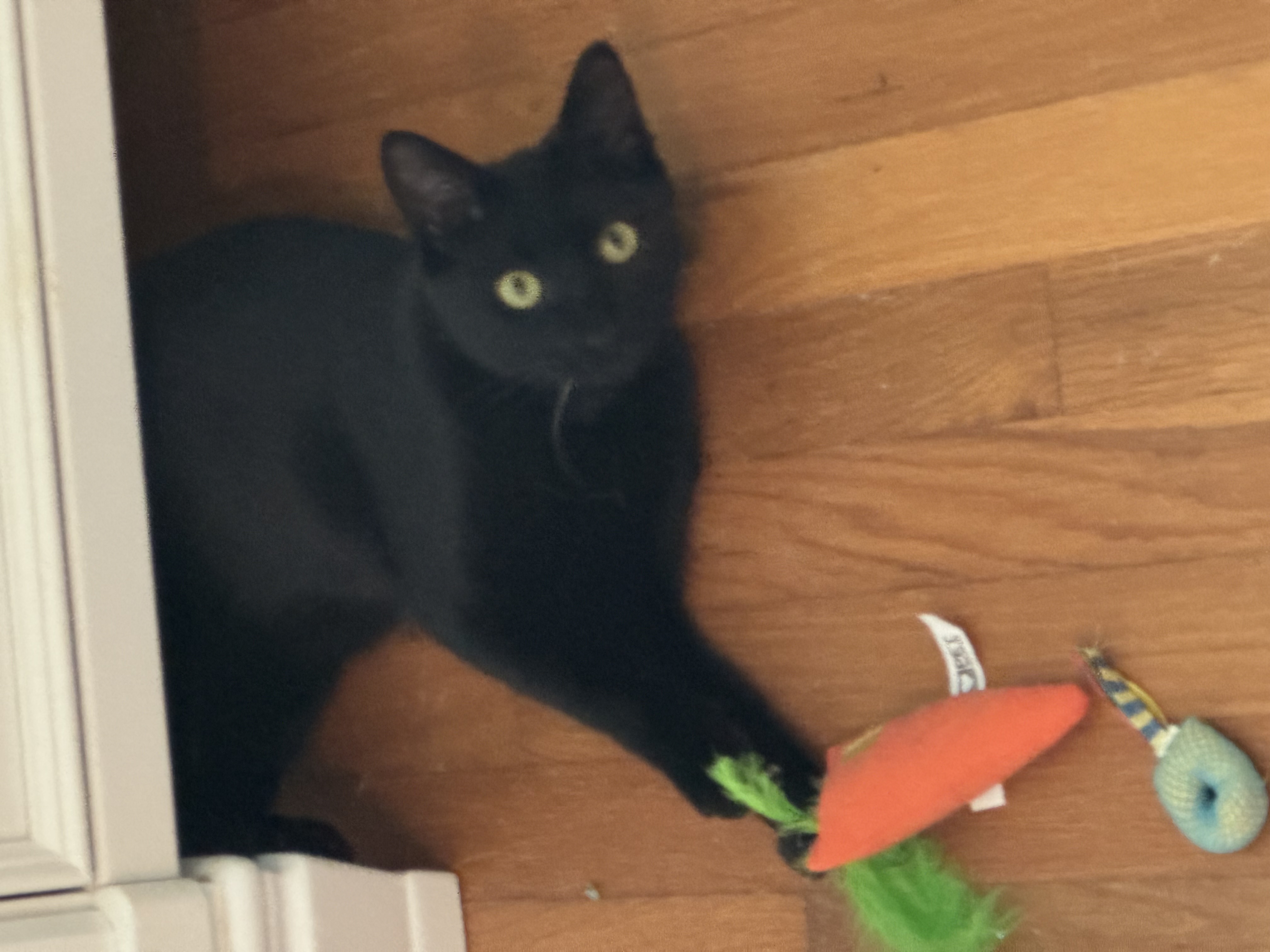 Snuggles, Adopted, Young Female Domestic Short Hair.