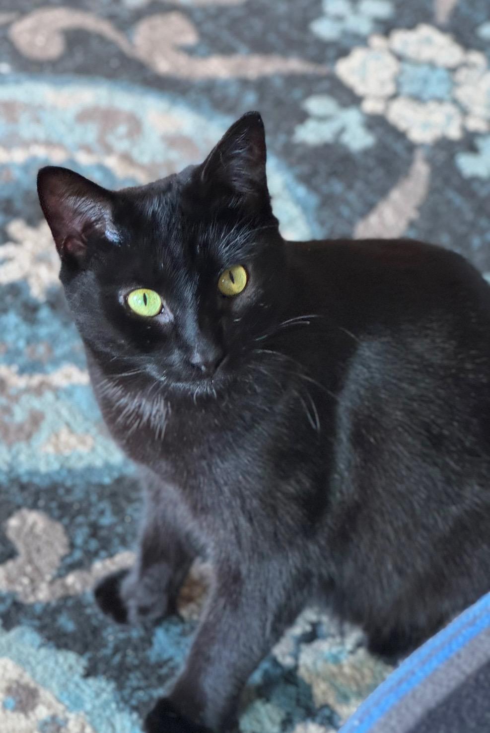 Enlarge Snuggles, a Adopted mixed breed in Valdosta, GA image 4/6