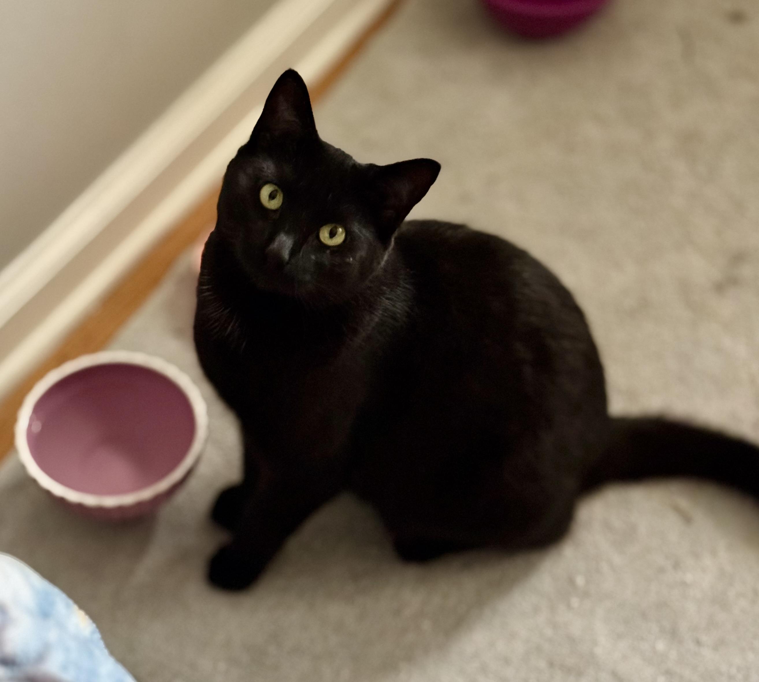 Enlarge Snuggles, a Adopted mixed breed in Valdosta, GA image 3/6