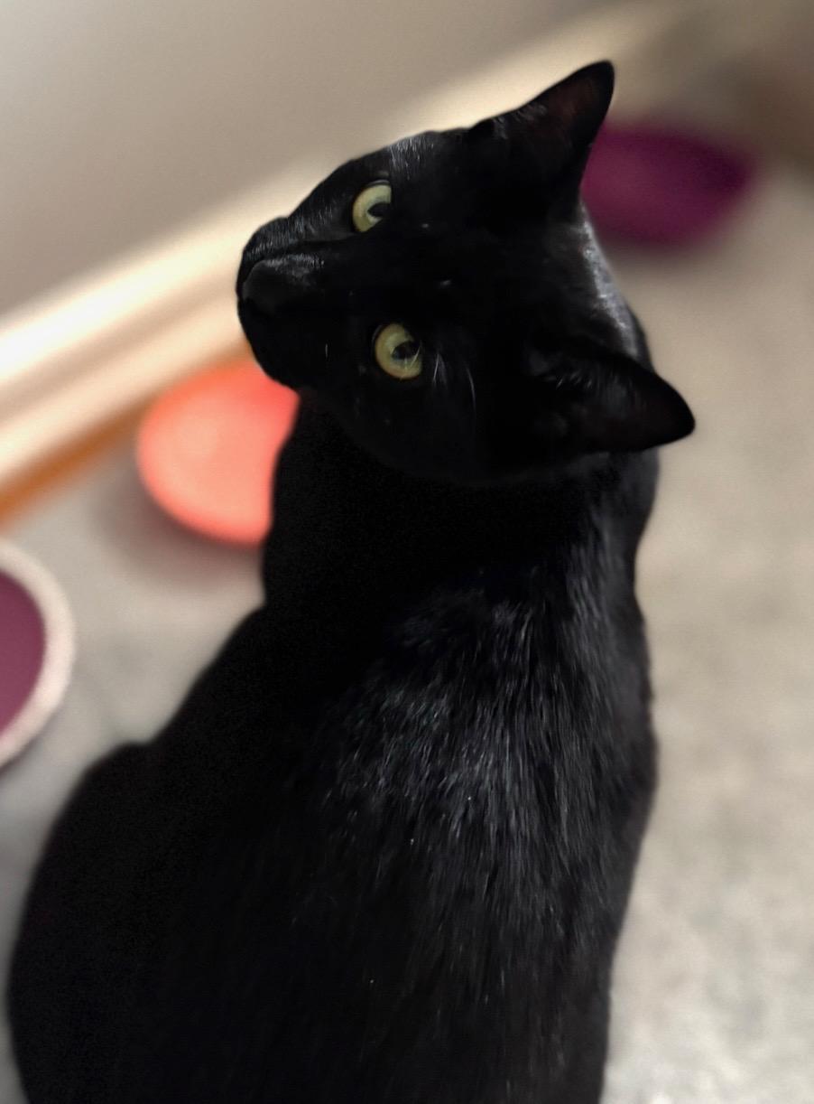 Enlarge Snuggles, a Adopted mixed breed in Valdosta, GA image 6/6