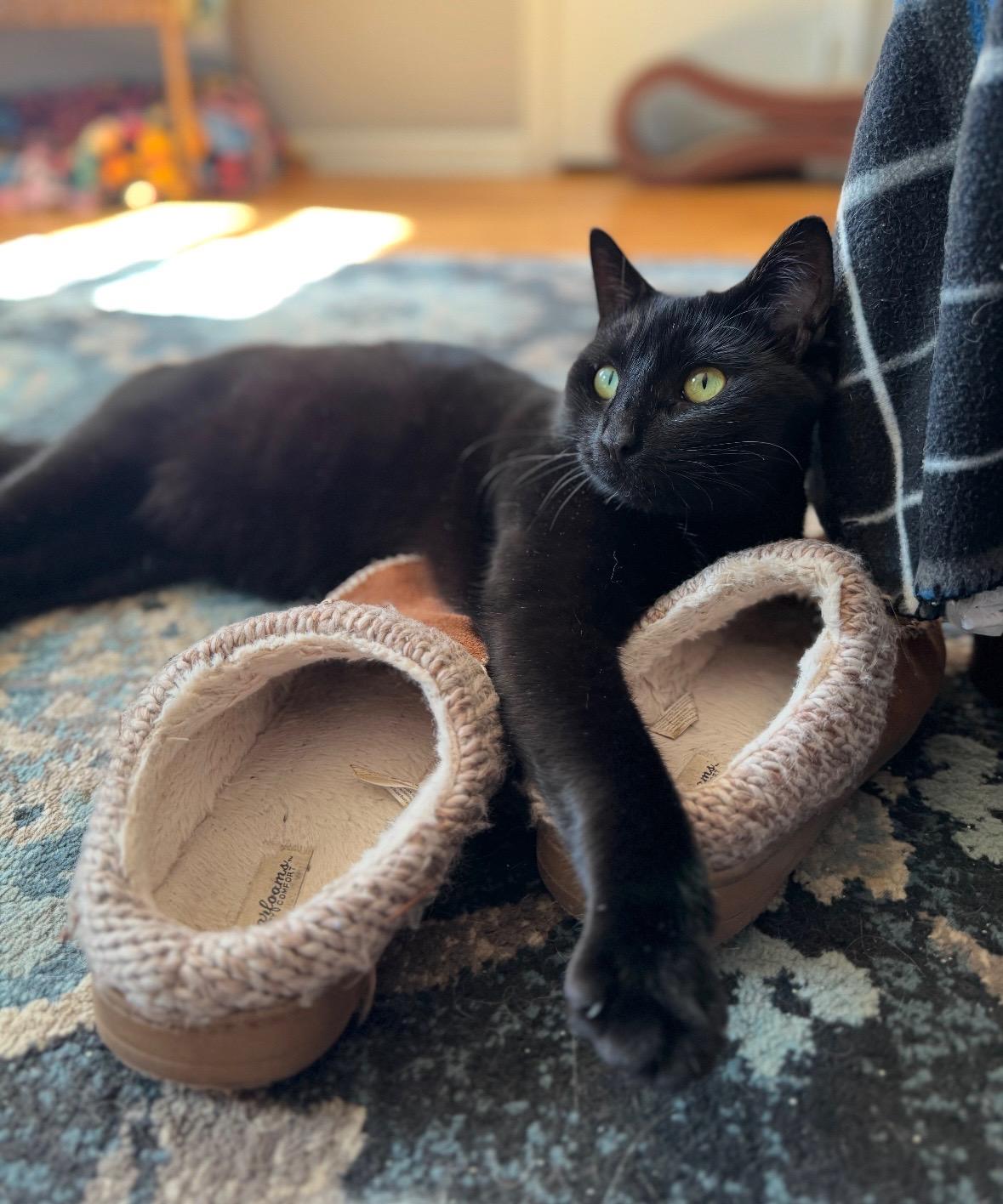 Enlarge Snuggles, a Adopted mixed breed in Valdosta, GA image 5/6