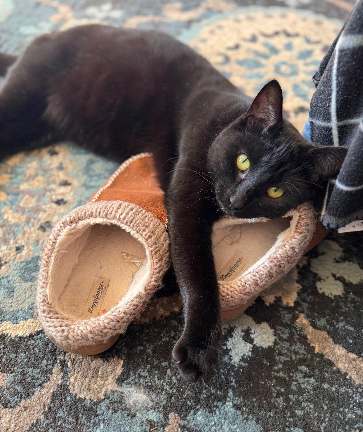 Snuggles, Adopted, Young Female Domestic Short Hair.