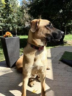 Enlarge Zeppelin, a Adoptable Great Dane in Brooklyn Center, MN image 2/3