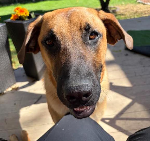 Enlarge Zeppelin, a Adoptable Great Dane in Brooklyn Center, MN image 3/3