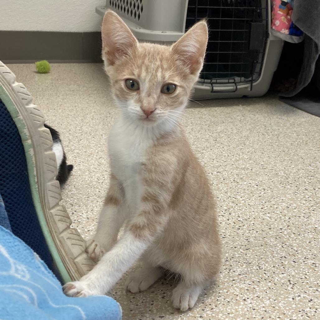 Enlarge Espurr, a Adoptable Domestic Short Hair in St. Helena, CA image 3/6