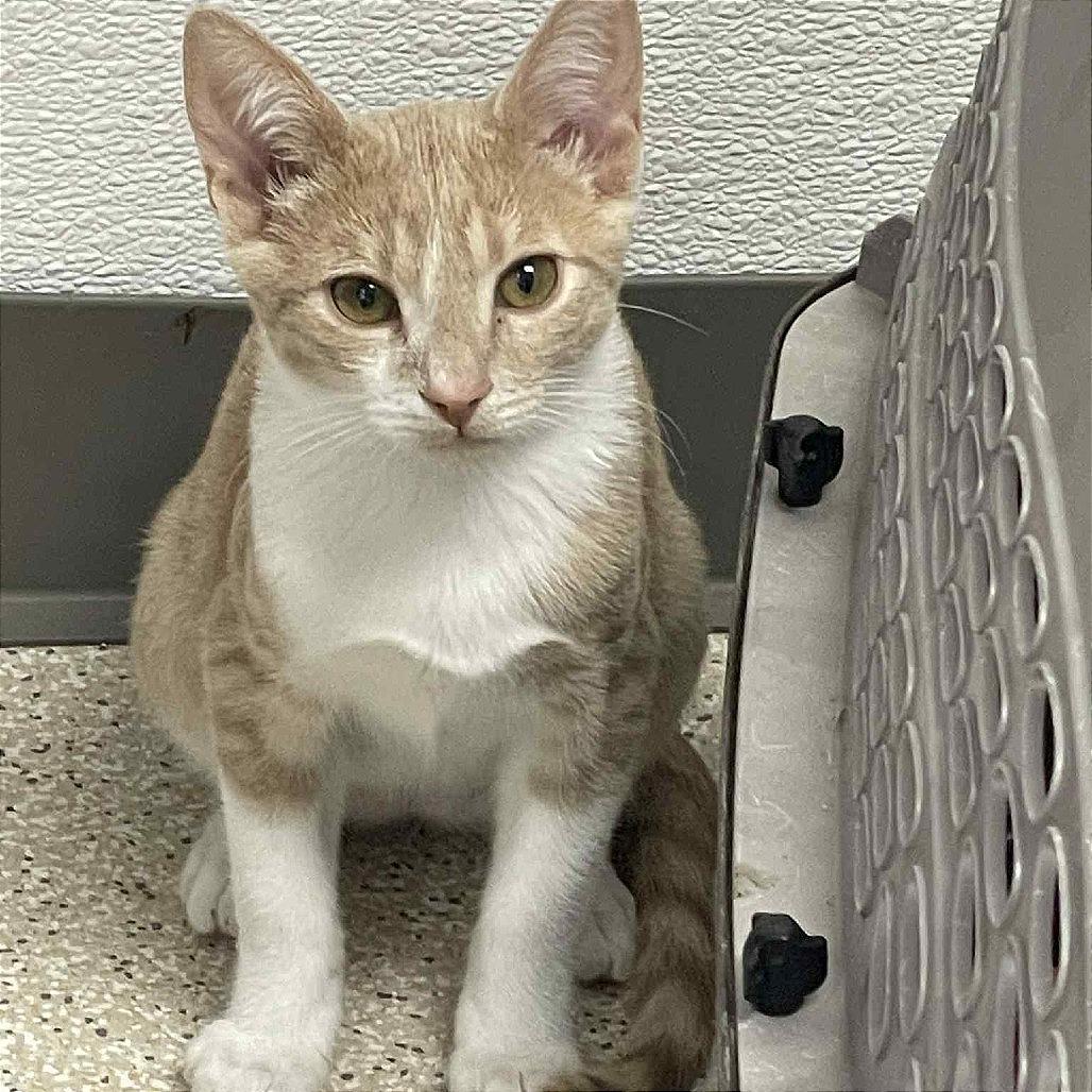 Espurr, a Adoptable Domestic Short Hair in St. Helena, CA image 2/6