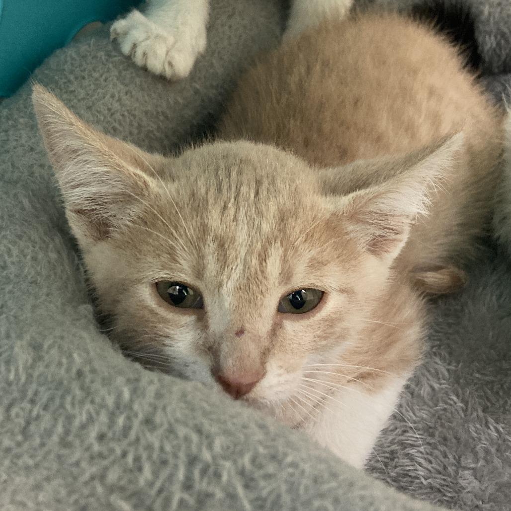 Espurr, a Adoptable Domestic Short Hair in St. Helena, CA image 3/6