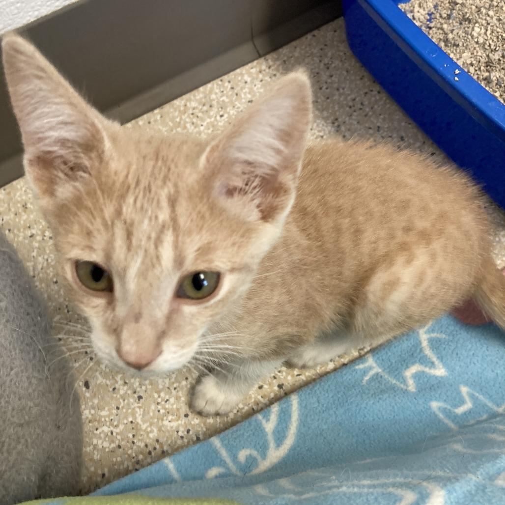 Enlarge Espurr, a Adoptable Domestic Short Hair in St. Helena, CA image 5/6