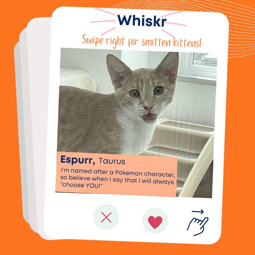 Enlarge Espurr, a Adoptable Domestic Short Hair in St. Helena, CA image 2/4