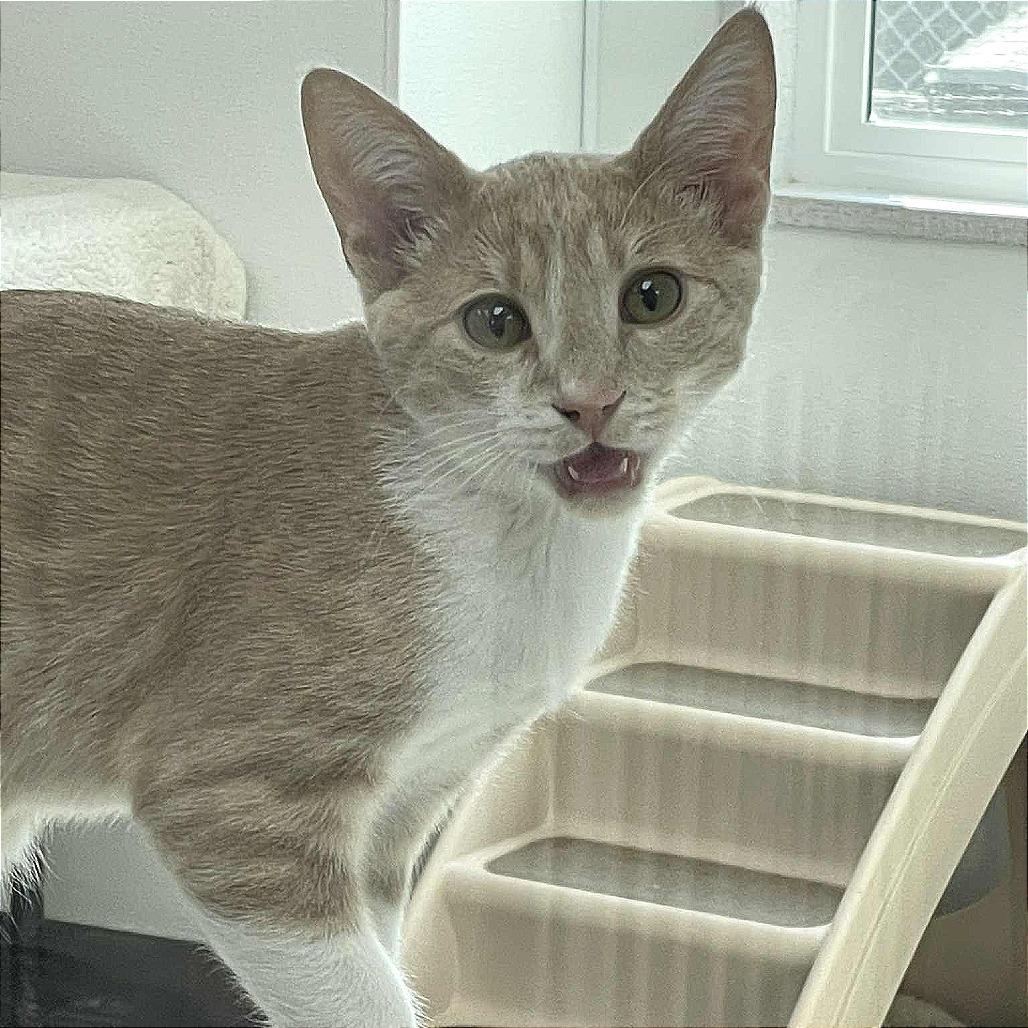 Enlarge Espurr, a Adoptable Domestic Short Hair in St. Helena, CA image 6/6