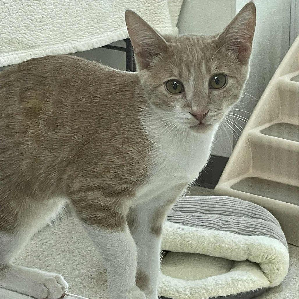 Enlarge Espurr, a Adoptable Domestic Short Hair in St. Helena, CA image 3/3