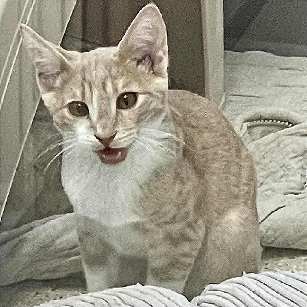 Espurr, a Adoptable Domestic Short Hair in St. Helena, CA image 6/6