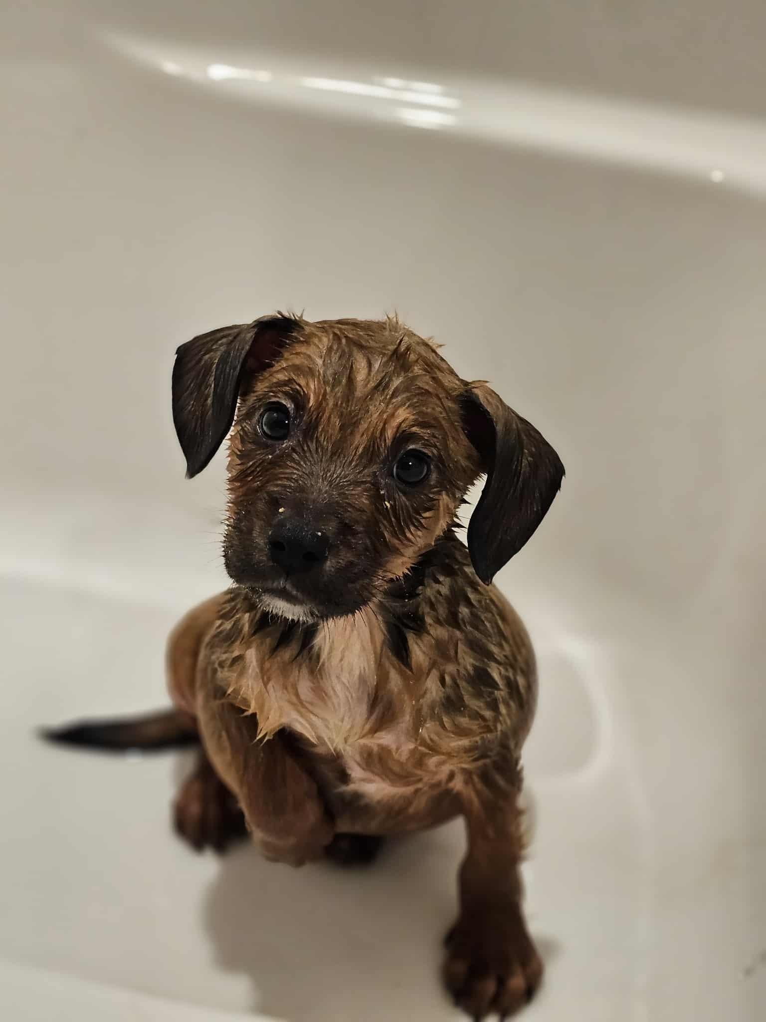 Cash, a Adoptable mixed breed in Sheboygan, WI image 2/3