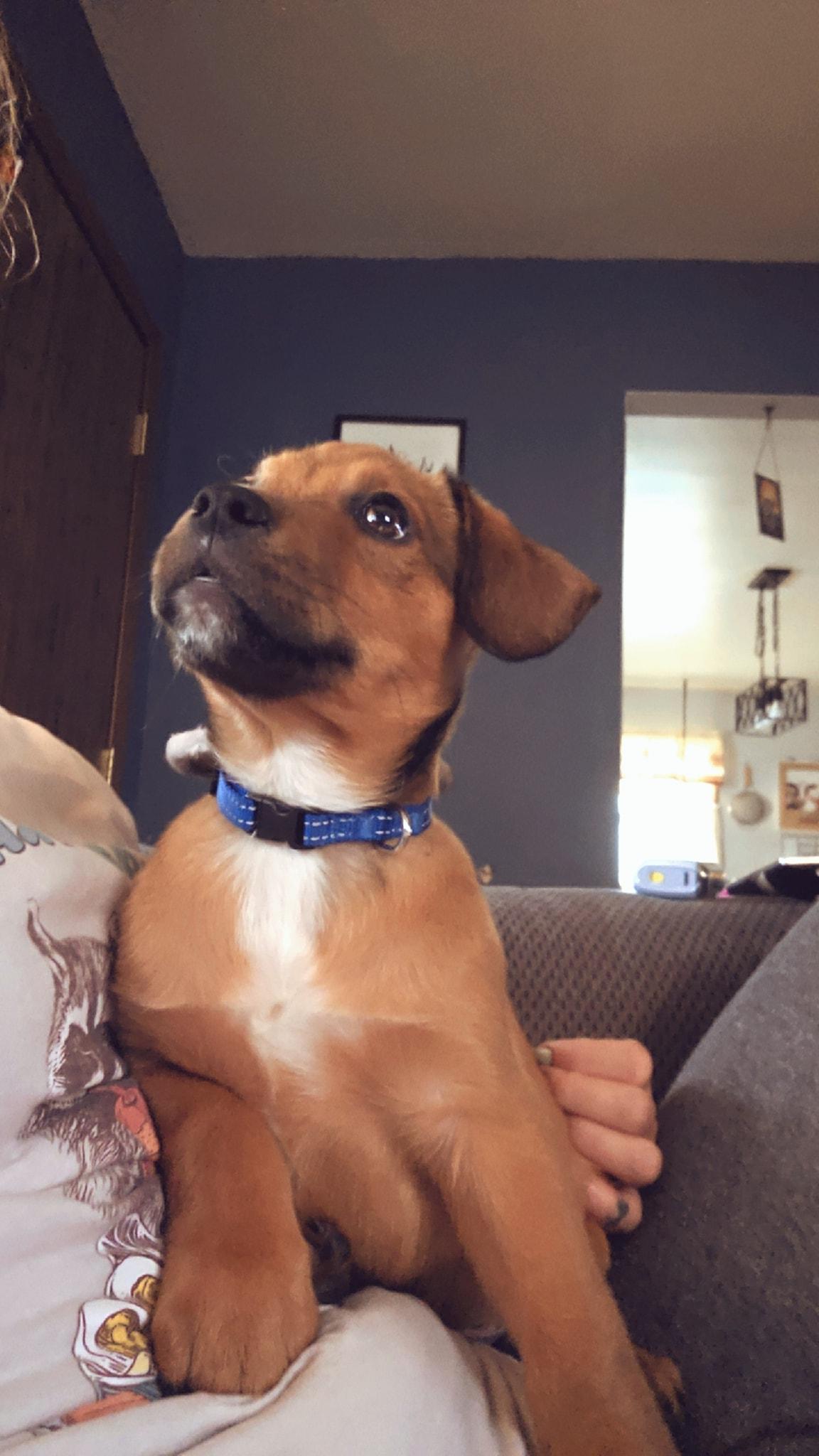 Cash, a Adoptable mixed breed in Sheboygan, WI image 3/3