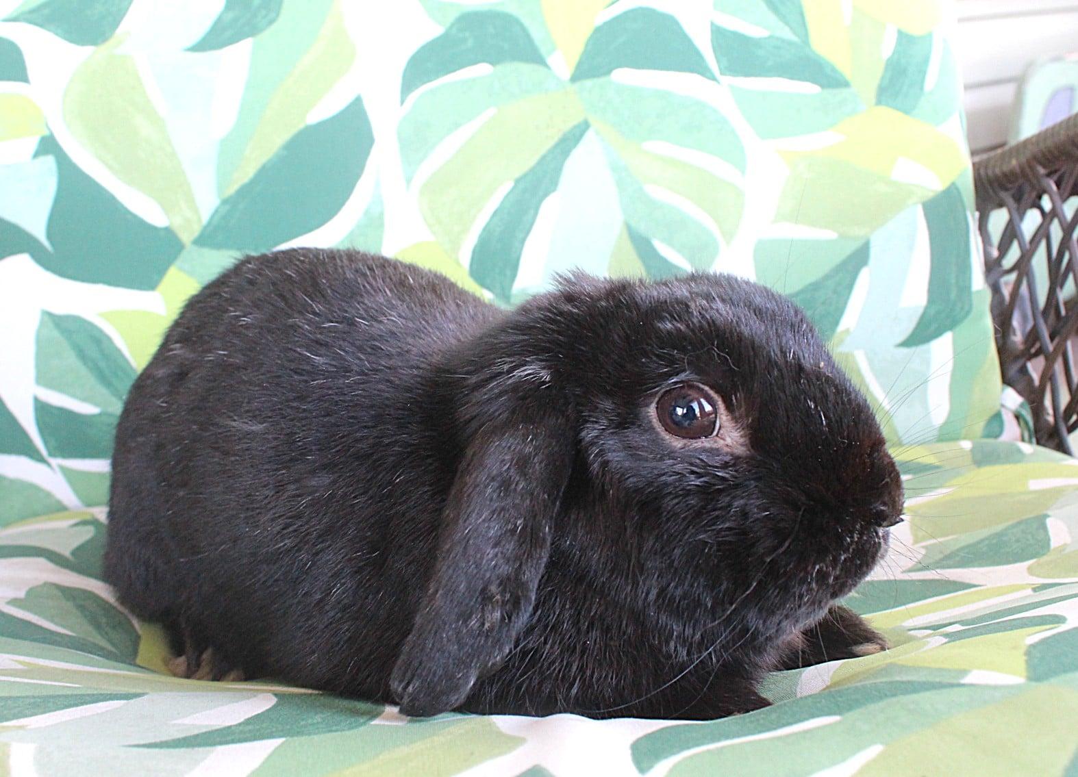 Enlarge Booker, a ADOPTABLE Lop Eared in Hillside, NJ image 2/3