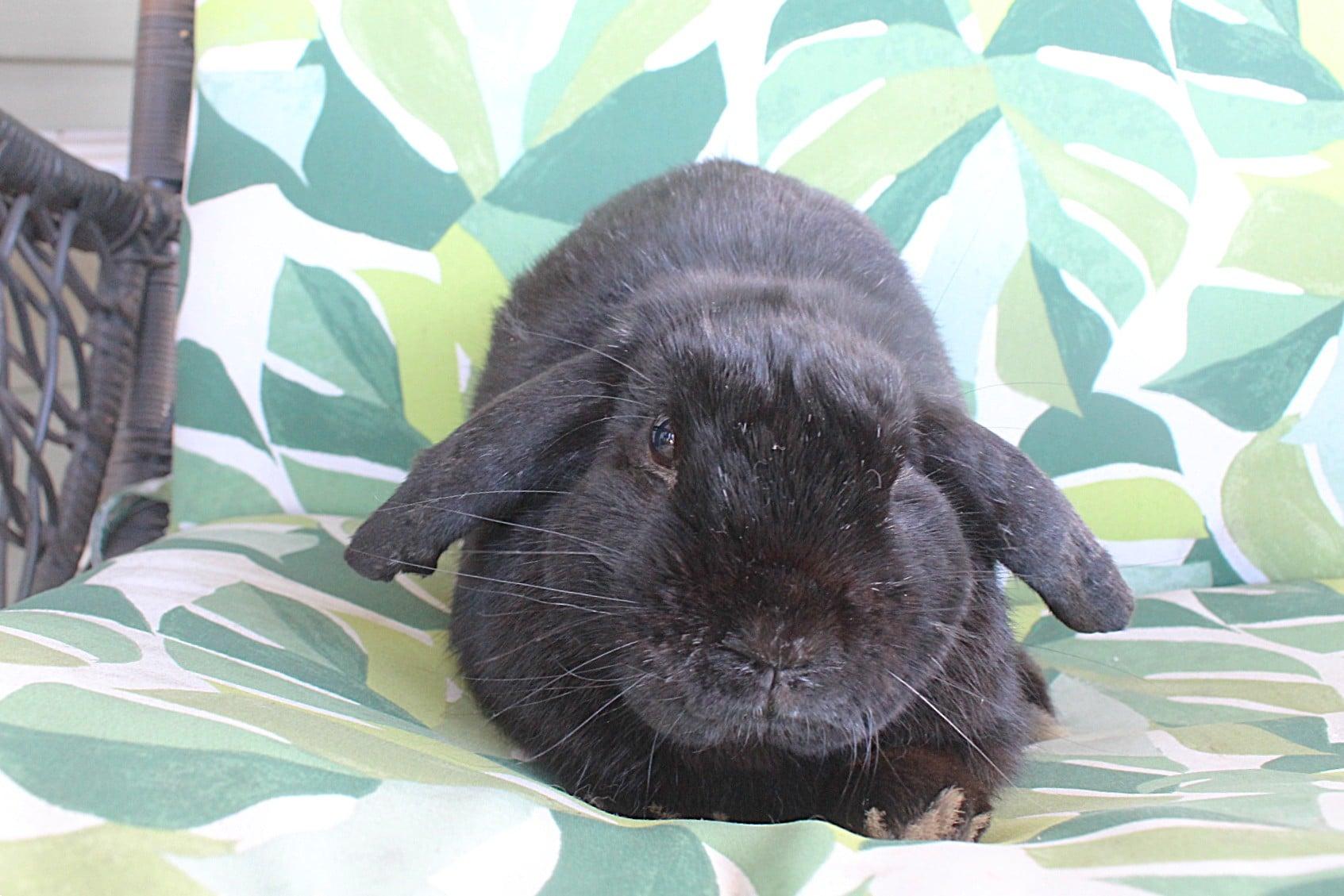 Enlarge Booker, a ADOPTABLE Lop Eared in Hillside, NJ image 3/3