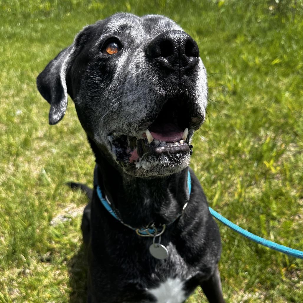 Bear, a Adoptable Mixed Breed in Washington Township, OH image 1/6