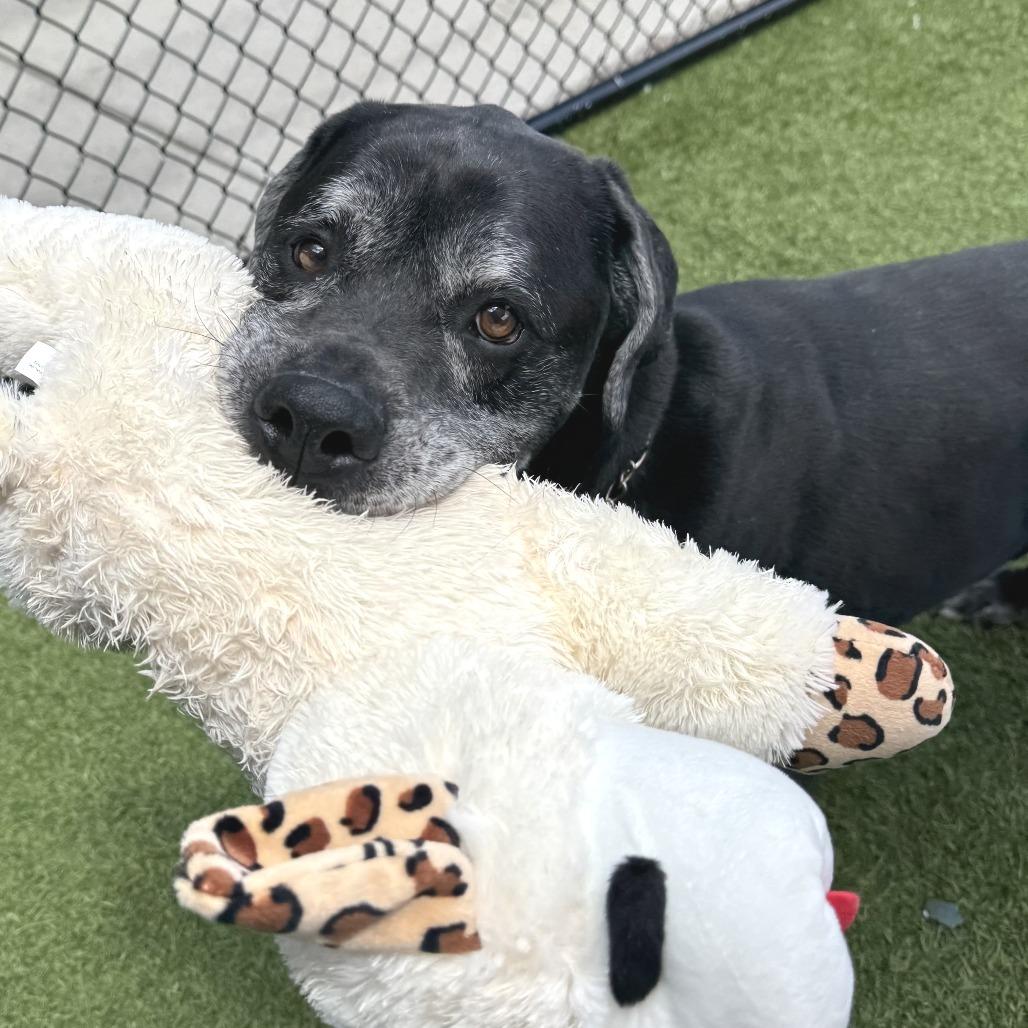 Bear, a Adoptable Mixed Breed in Washington Township, OH image 2/6