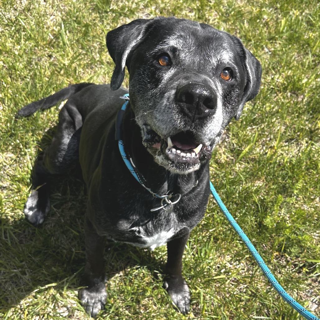 Bear, a Adoptable Mixed Breed in Washington Township, OH image 2/6