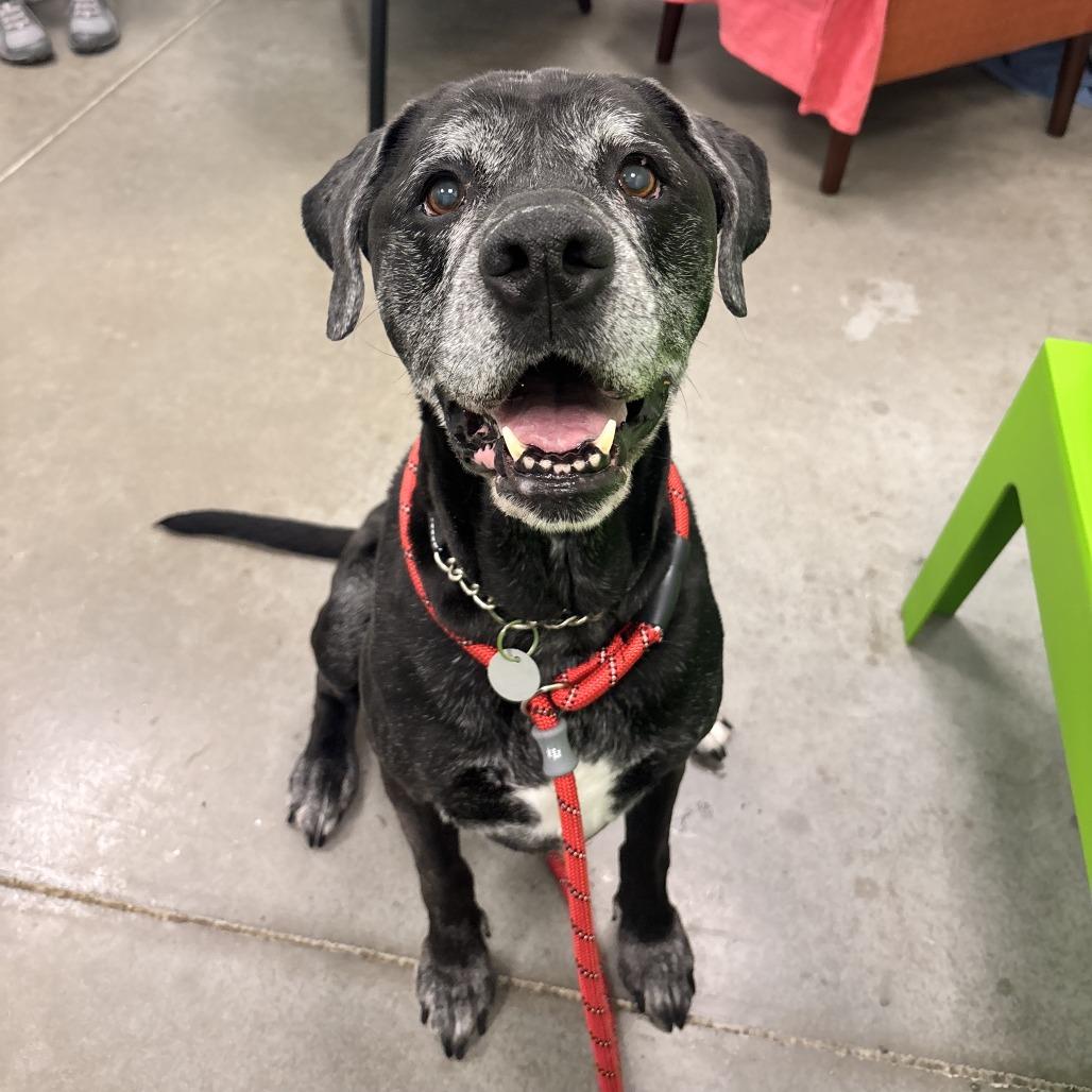 Bear, a Adoptable Mixed Breed in Washington Township, OH image 3/6