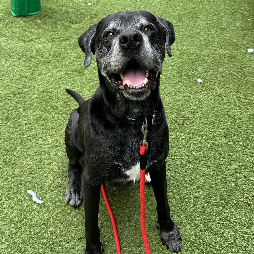 Bear, a Adoptable Mixed Breed in Washington Township, OH image 5/6