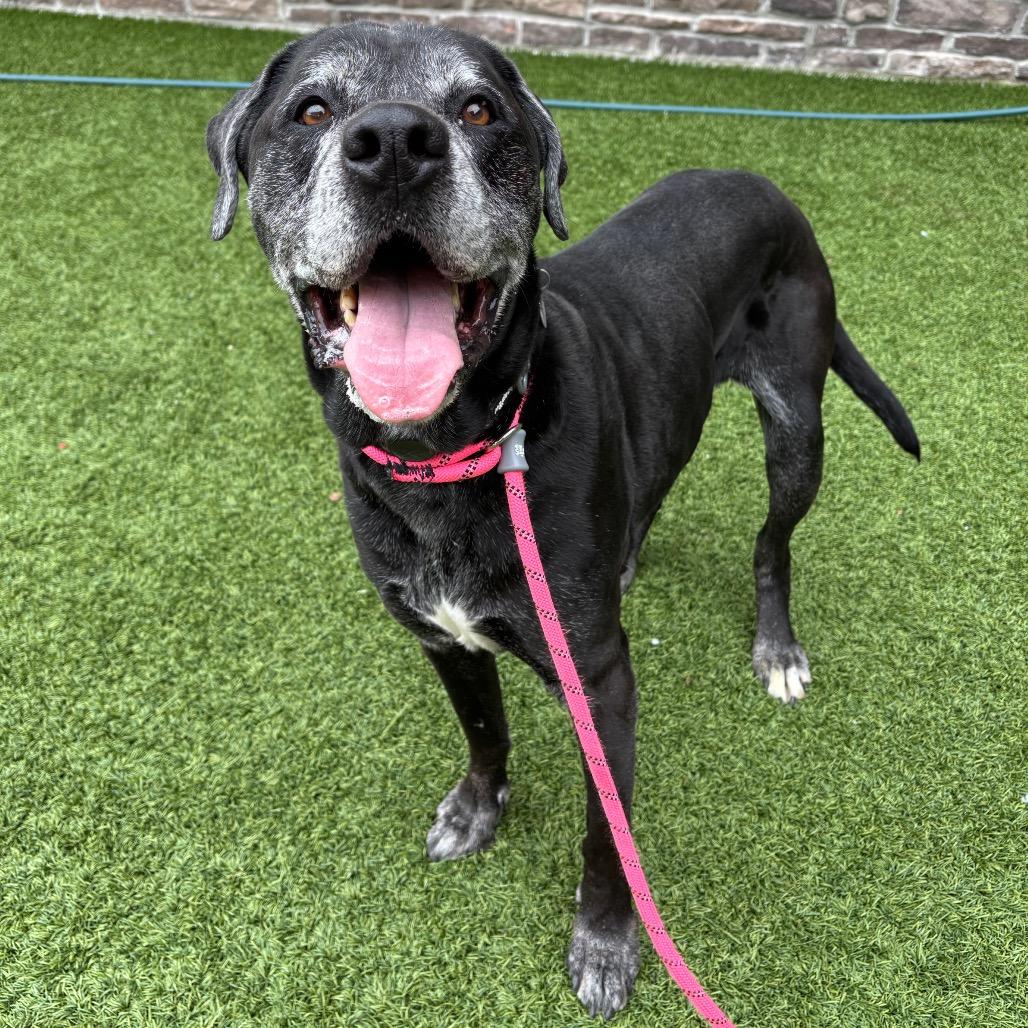 Bear, a Adoptable Mixed Breed in Washington Township, OH image 4/6
