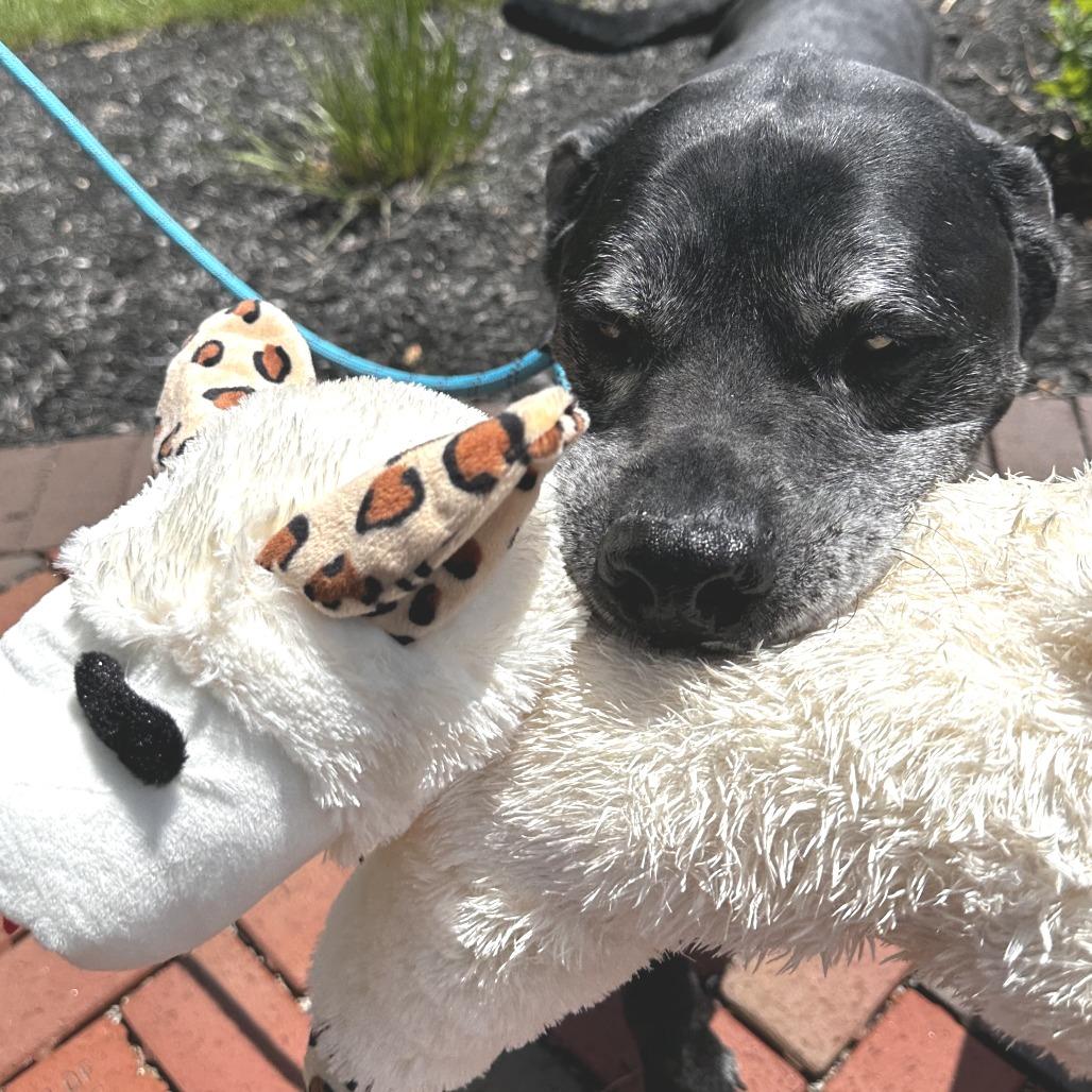 Bear, a Adoptable Mixed Breed in Washington Township, OH image 5/6