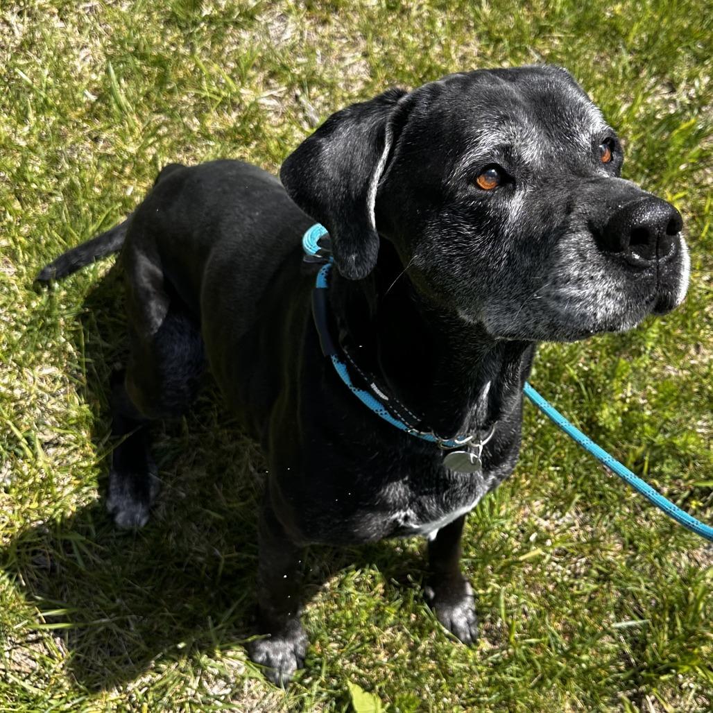 Bear, a Adoptable Mixed Breed in Washington Township, OH image 6/6