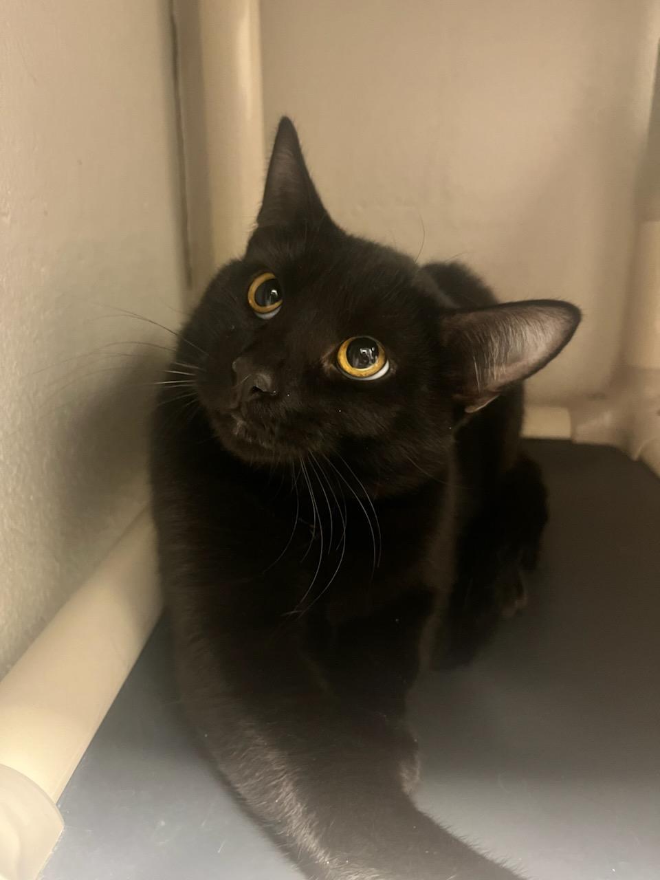 Sebastian (ID 48480/4124), ADOPTABLE, Adult Male Domestic Short Hair.