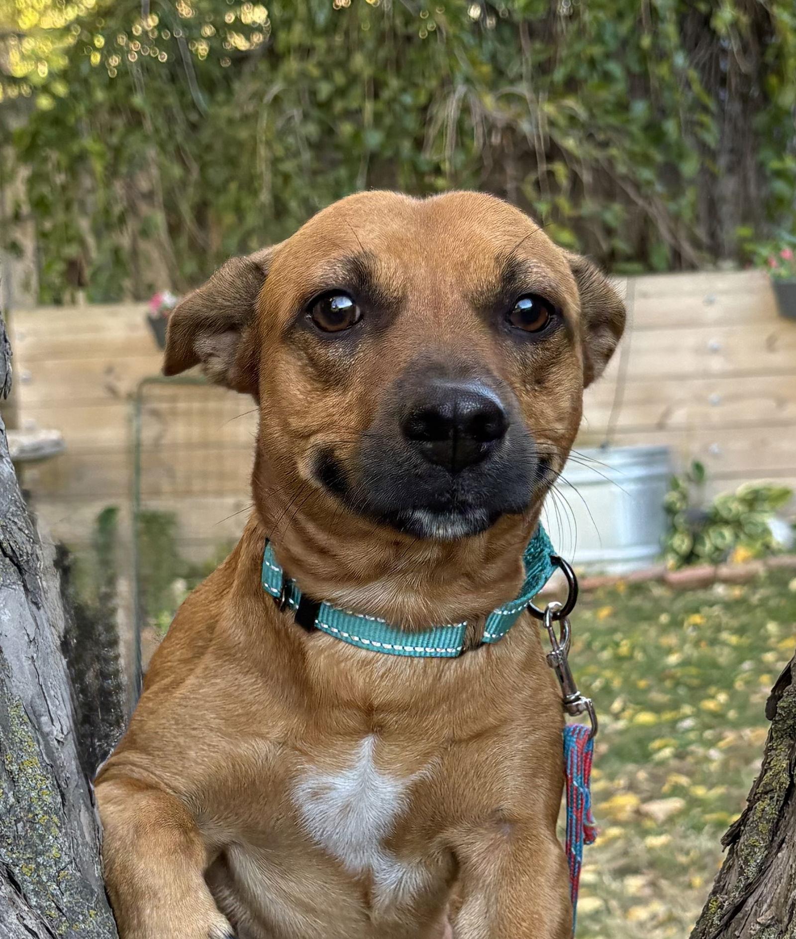 Woodrow, a Adoptable Dachshund in Omaha, NE image 1/3
