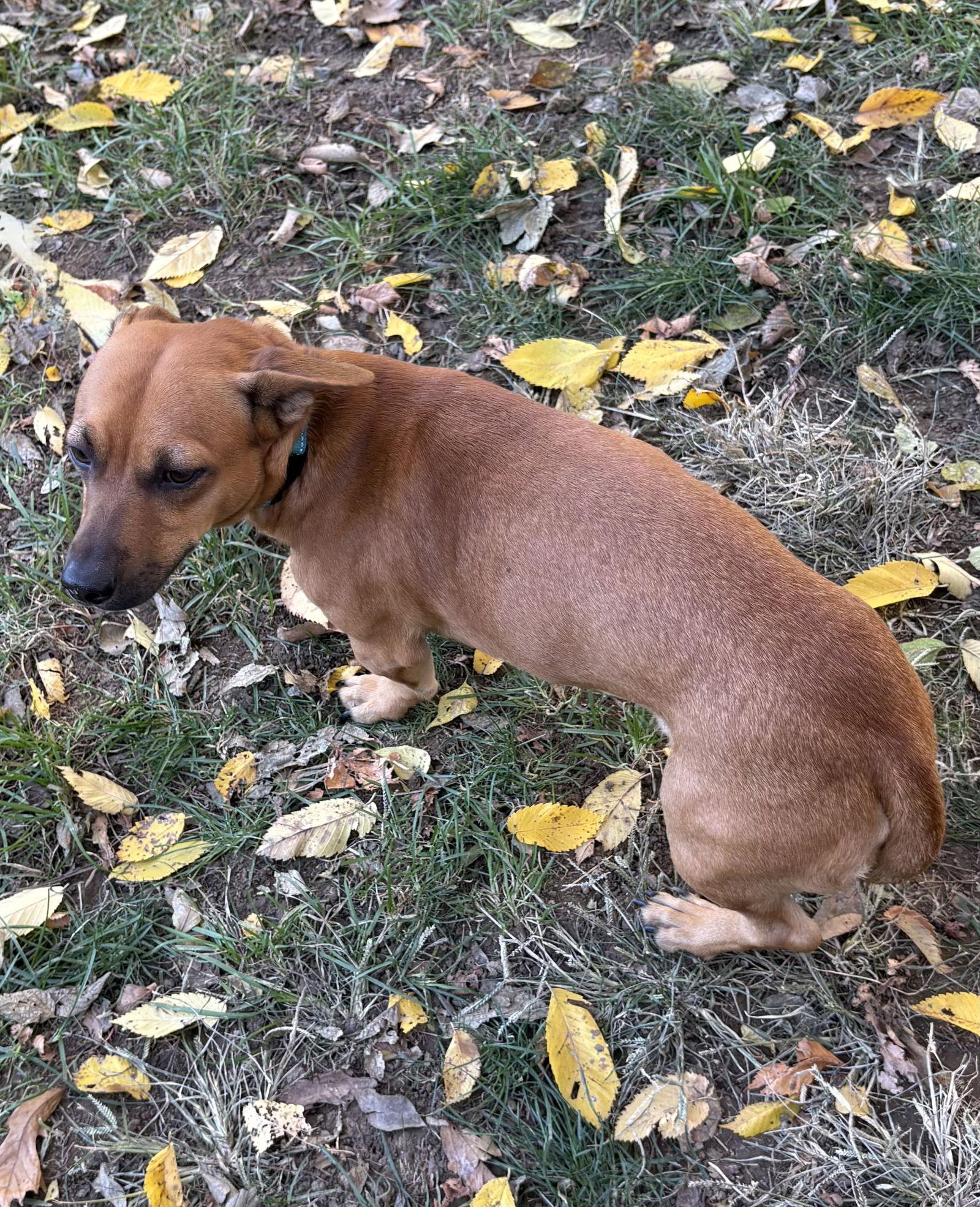 Woodrow, a Adoptable Dachshund in Omaha, NE image 2/3