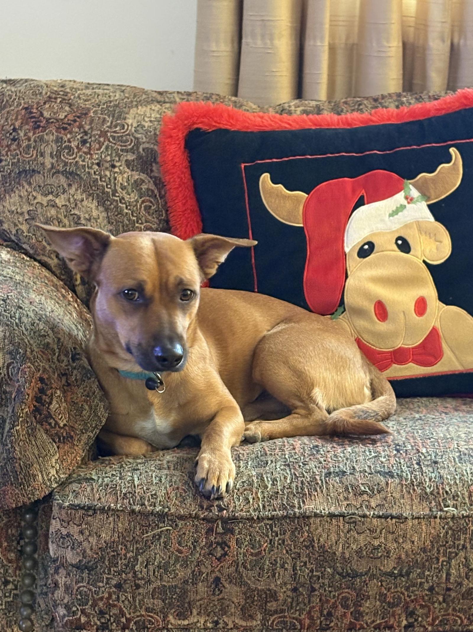 Woodrow, a Adoptable Dachshund in Omaha, NE image 3/3