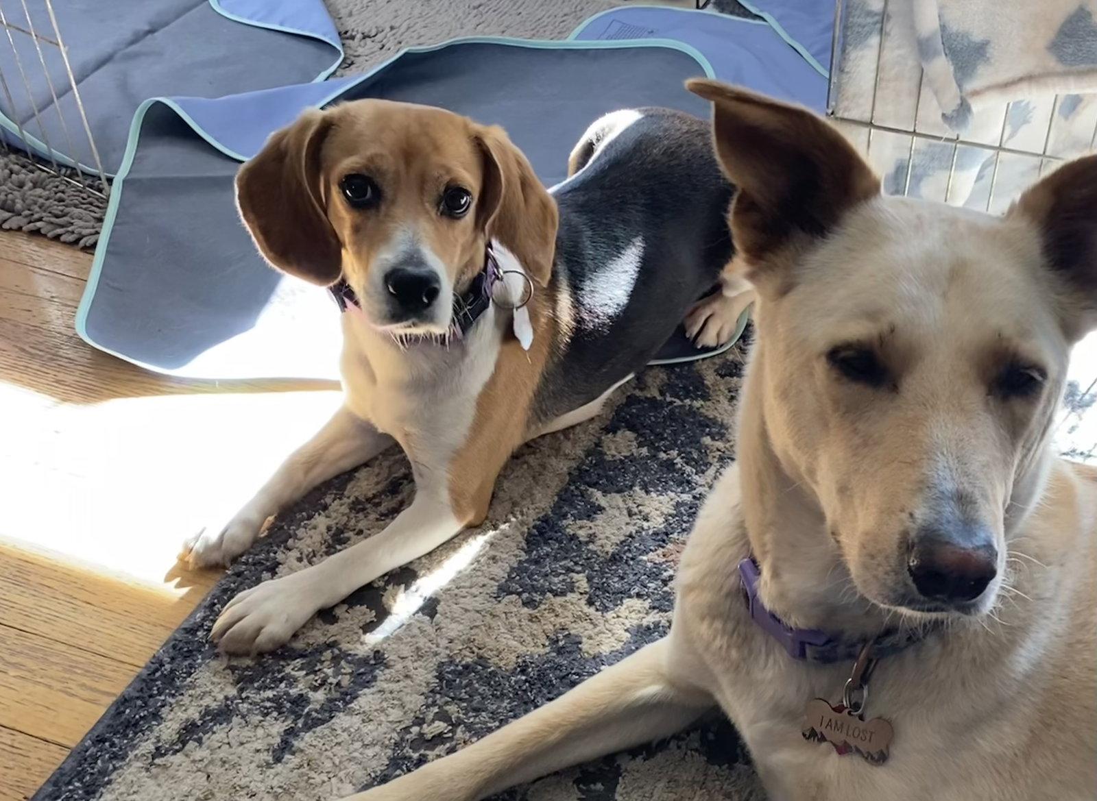 Pixi, Adopted, Adult Female Beagle.
