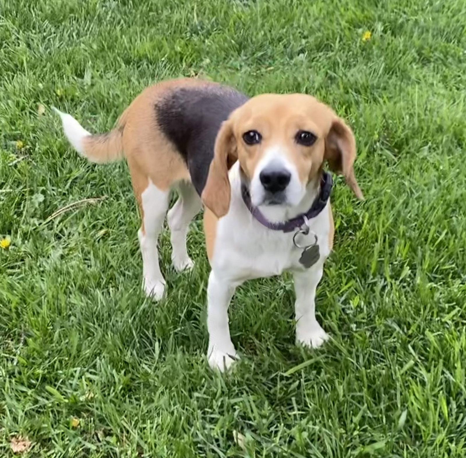 Pixi, a Adopted Beagle in Crystal, MN image 3/3