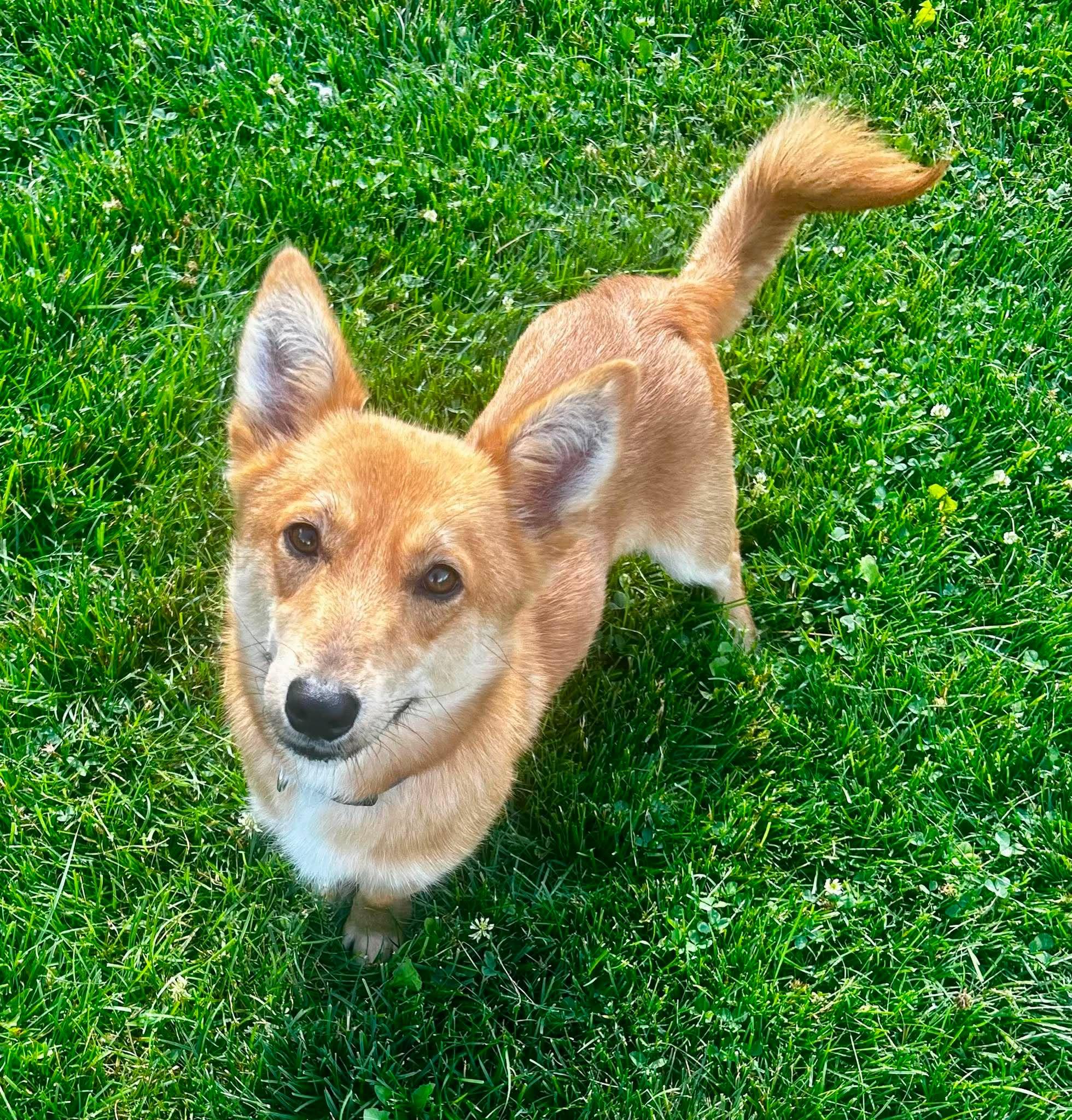 Kellan, adopted, Young Male Corgi.