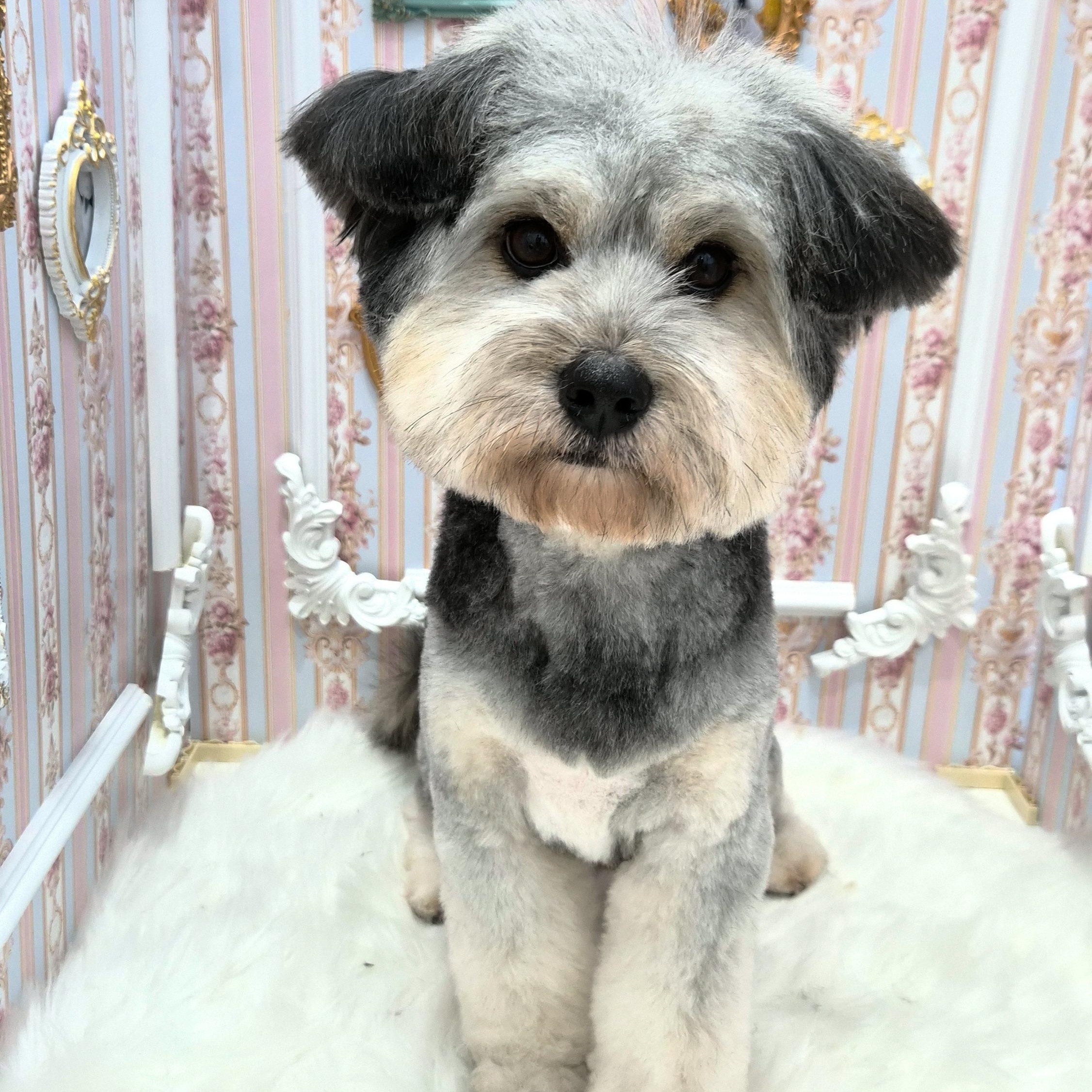 Enlarge  Bong-ee, a ADOPTABLE mixed breed in West Hartford , CT image 2/6