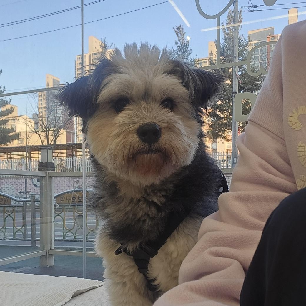 Enlarge  Bong-ee, a ADOPTABLE mixed breed in West Hartford , CT image 6/6